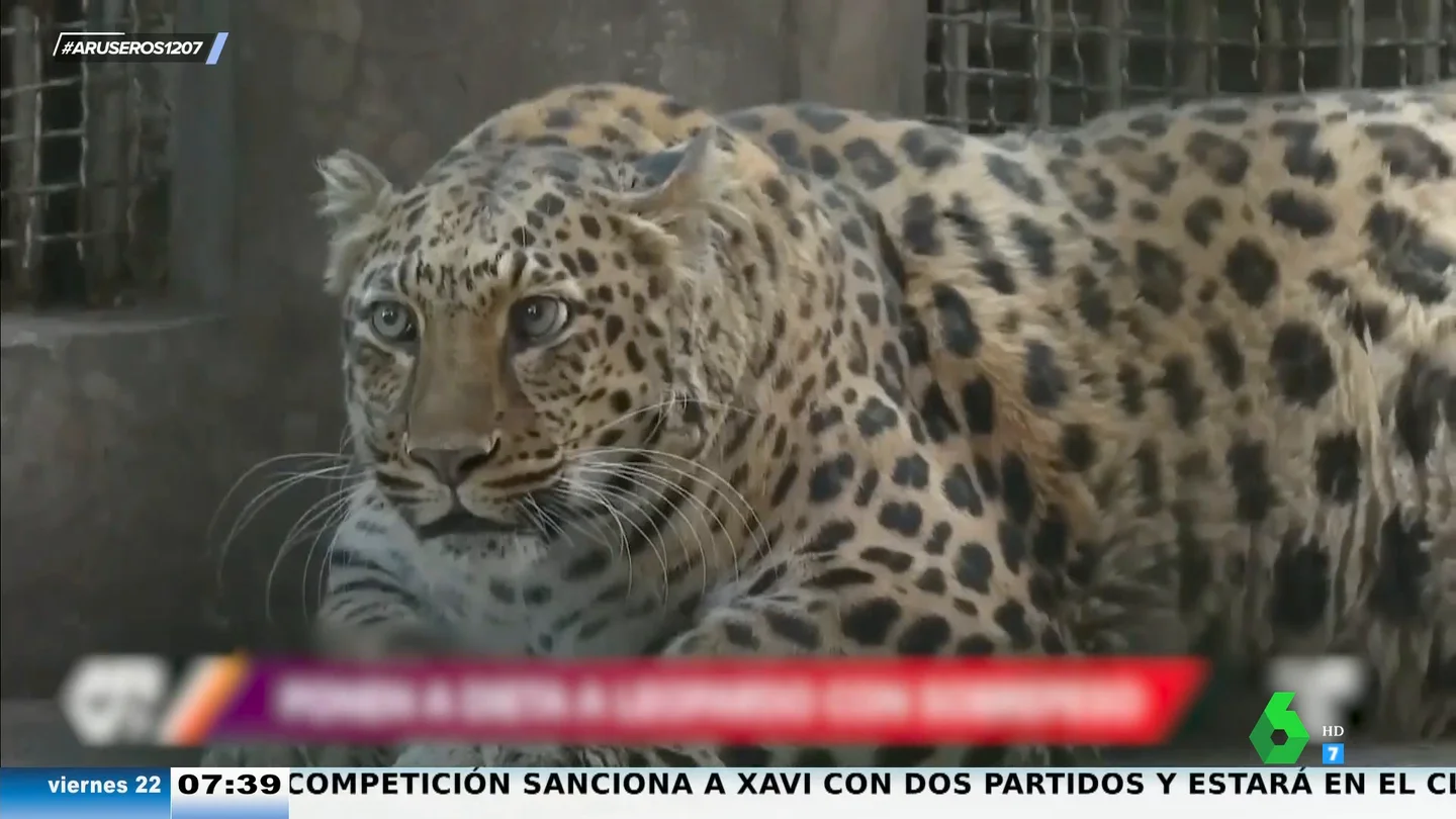 El famoso leopardo con obesidad del zoo de China se pone a dieta: "También hay que vigilar la salud mental" El famoso leopardo con obesidad del zoo de China se pone a dieta: "También hay que vigilar la salud mental"