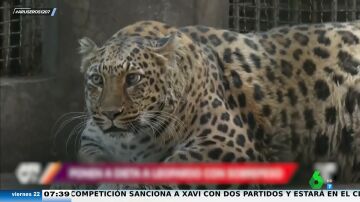 El famoso leopardo con obesidad del zoo de China se pone a dieta: "También hay que vigilar la salud mental"