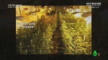 La Guardia Civil desmantela una plantación de marihuana en un edificio
