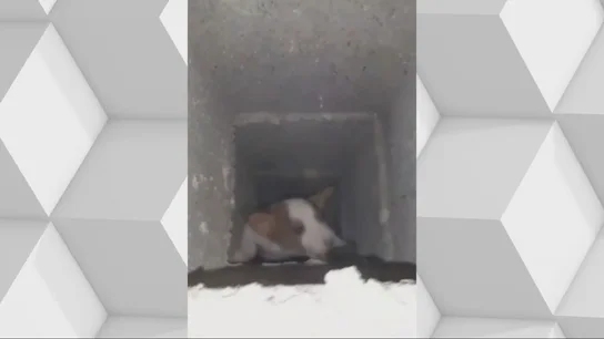 Rescate perro Rescate perro