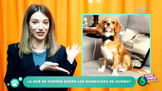 ¿Por qué ronca mi perro Dumbo?: el veterinario Víctor Algra resuelve la duda de la cantante Ana Guerra ¿Por qué ronca mi perro Dumbo?: el veterinario Víctor Algra resuelve la duda de la cantante Ana Guerra