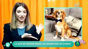 ¿Por qué ronca mi perro Dumbo?: el veterinario Víctor Algra resuelve la duda de la cantante Ana Guerra