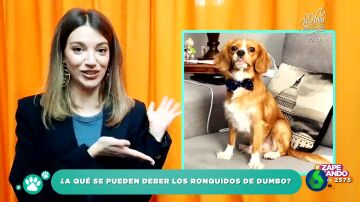 ¿Por qué ronca mi perro Dumbo?: el veterinario Víctor Algra resuelve la duda de la cantante Ana Guerra
