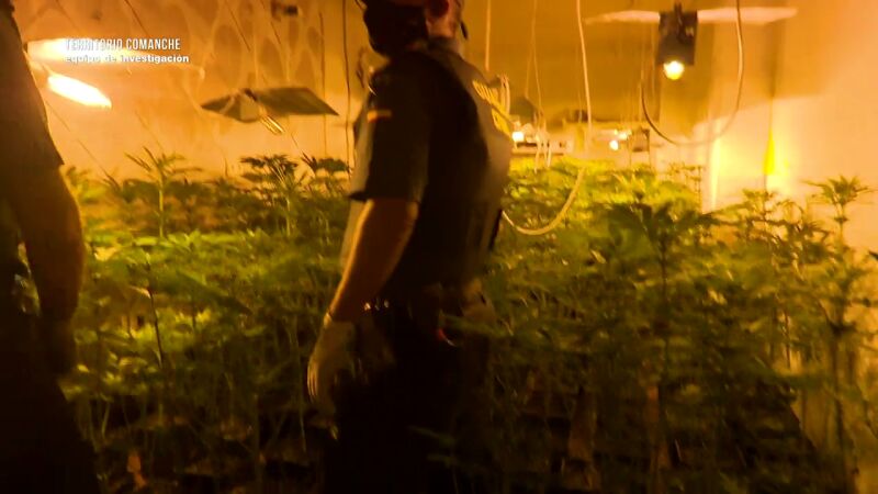 Equipo de investigación accede con la Guardia Civil a una vivienda okupada en Pinos Puente y descubre más de 500 plantas de marihuana