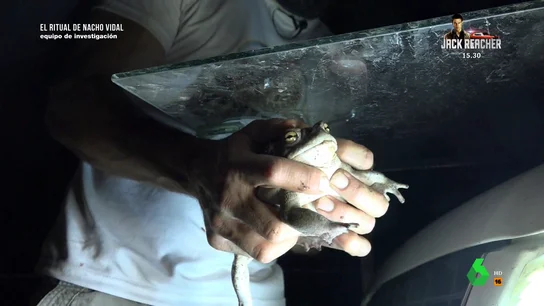 Así se extrae el veneno del sapo bufo Así se extrae el veneno del sapo bufo