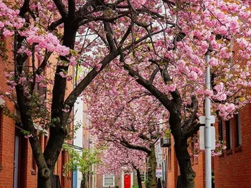 Cerezos en flor en Filadelfia Cerezos en flor en Filadelfia