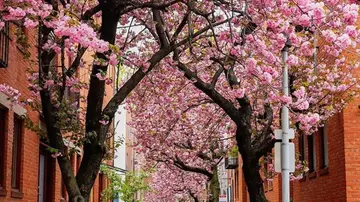 Cerezos en flor en Filadelfia