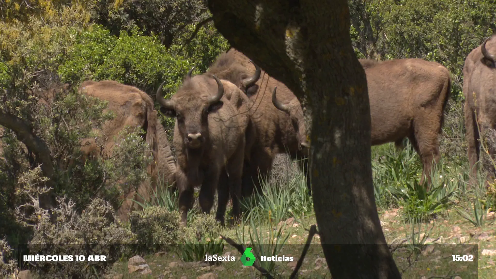 Usar bisontes para prevenir incendios: "Un animal que consume más y genera más"