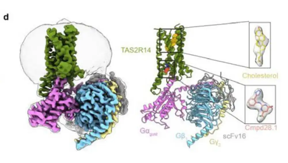 Proteína TAS2R14