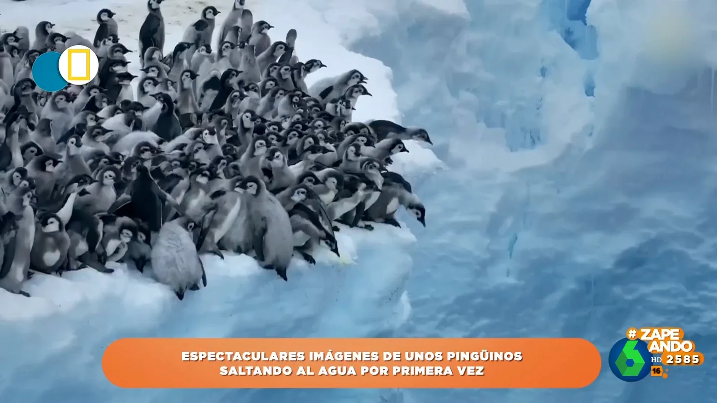 Quique Peinado, tras ver a unos pingüinos saltando al agua por primera vez: "Son Lola Lolita tirándose del avión" Quique Peinado, tras ver a unos pingüinos saltando al agua por primera vez: "Son Lola Lolita tirándose del avión"