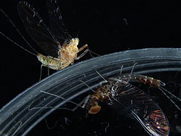 Imagen de una efímera, especie bilateral Imagen de una efímera, especie bilateral