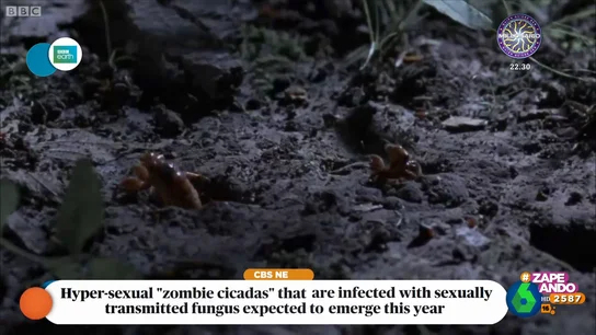La plaga más terrorífica: cigarras zombies hipersexuales infectadas con hongos de transmisión sexual La plaga más terrorífica: cigarras zombies hipersexuales infectadas con hongos de transmisión sexual