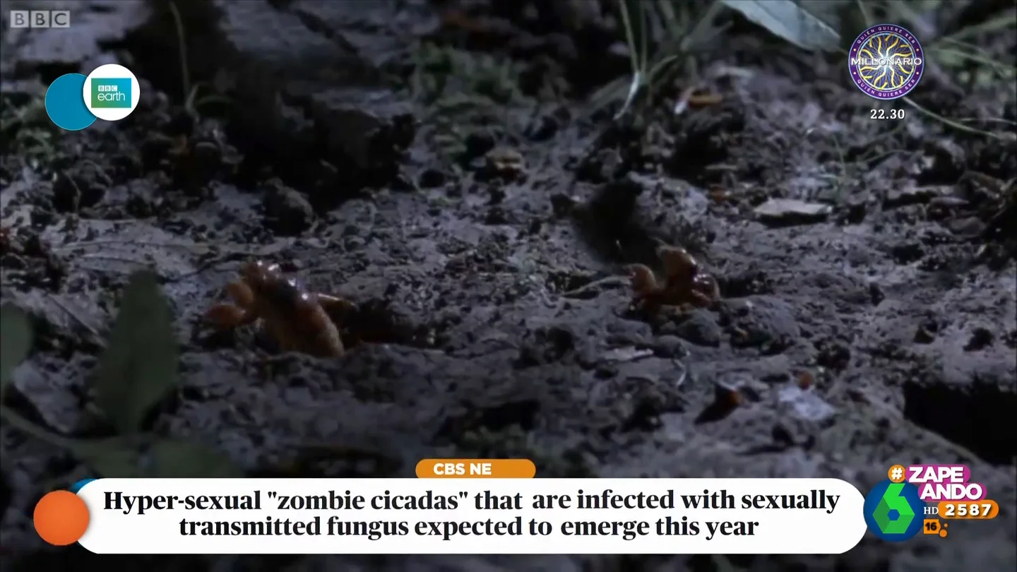 La plaga más terrorífica: cigarras zombies hipersexuales infectadas con hongos de transmisión sexual La plaga más terrorífica: cigarras zombies hipersexuales infectadas con hongos de transmisión sexual