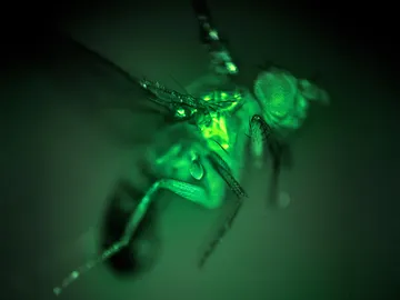 mosca mosca