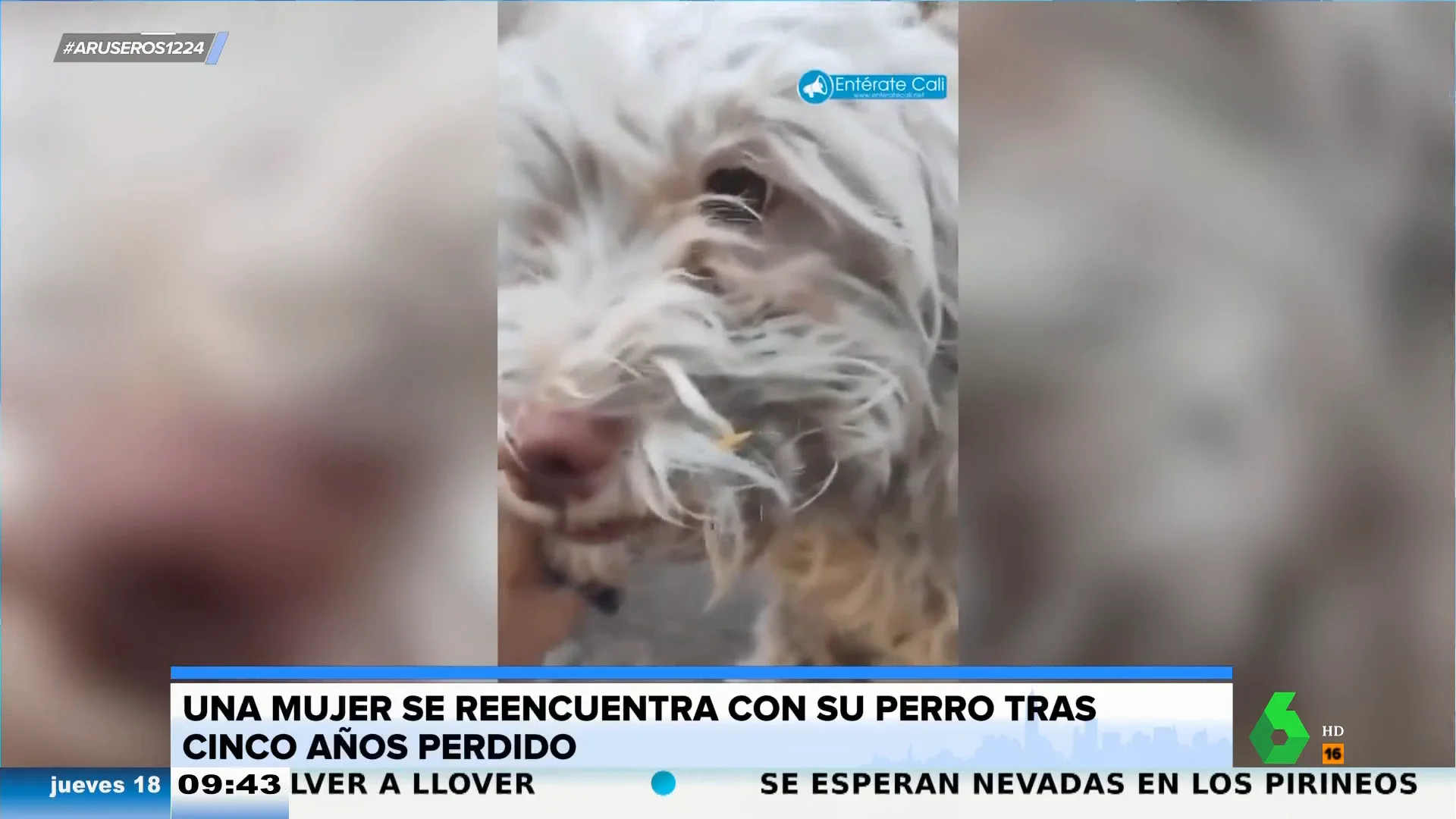 Encuentra a su perro 