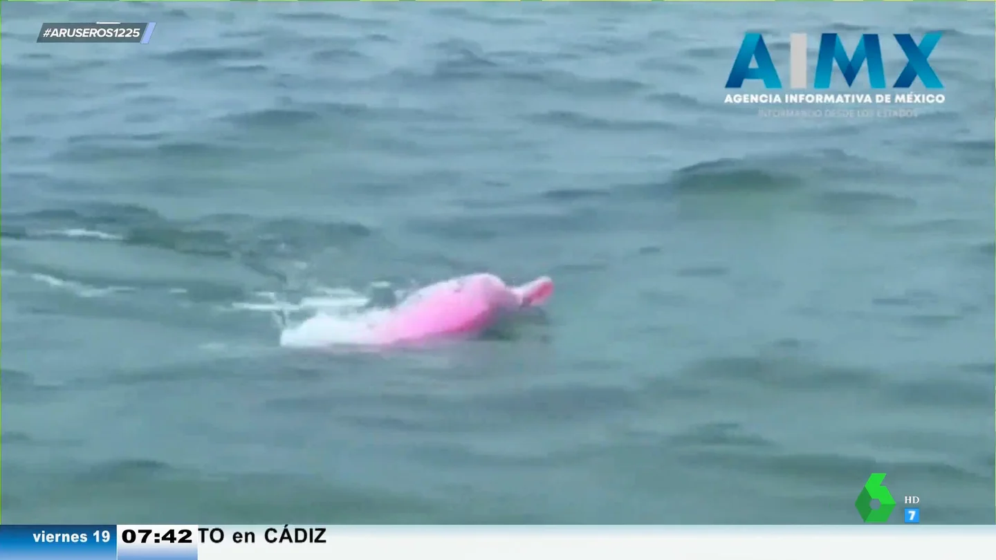 Avistan un raro ejemplar de delfín albino rosa en una playa de México Avistan un raro ejemplar de delfín albino rosa en una playa de México
