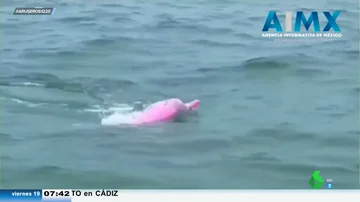 Avistan un raro ejemplar de delfín albino rosa en una playa de México