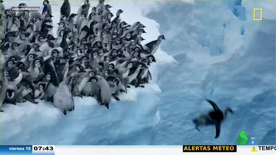Una cámara capta por primera vez el primer baño de un grupo de crías de pingüino: así saltan desde un acantilado de 15 metros Una cámara capta por primera vez el primer baño de un grupo de crías de pingüino: así saltan desde un acantilado de 15 metros