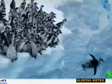 Una cámara capta por primera vez el primer baño de un grupo de crías de pingüino: así saltan desde un acantilado de 15 metros