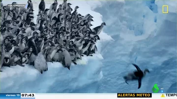 Una cámara capta por primera vez el primer baño de un grupo de crías de pingüino: así saltan desde un acantilado de 15 metros