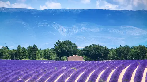 Valensole. La Provenza, Francia Valensole. La Provenza, Francia
