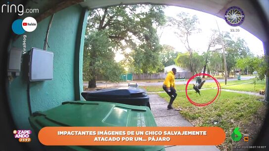 El sorpresivo ataque de un p&aacute;jaro a un chico que intentaba fotografiarle: "Est&aacute; harto de los paparazzi"