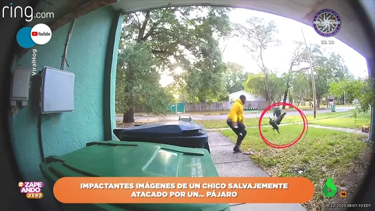 El sorpresivo ataque de un pájaro a un chico que intentaba fotografiarle: "Está harto de los paparazzi" El sorpresivo ataque de un pájaro a un chico que intentaba fotografiarle: "Está harto de los paparazzi"