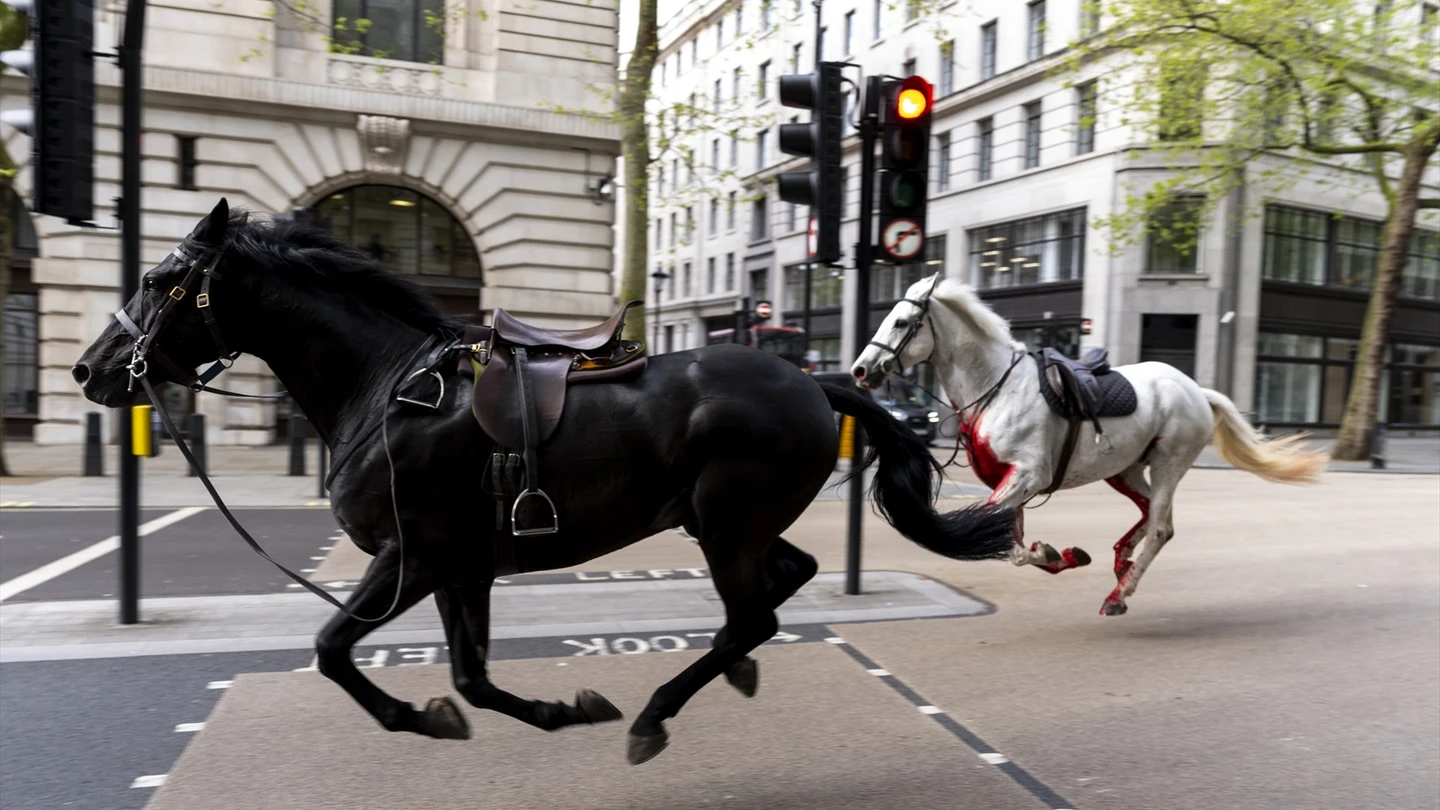 Varios caballos del Ejército siembran el caos en Londres y dejan heridas a cuatro personas Varios caballos del Ejército siembran el caos en Londres y dejan heridas a cuatro personas