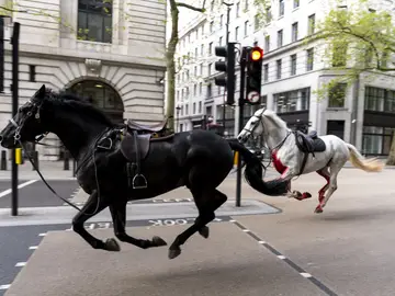 Varios caballos del Ejército siembran el caos en Londres y dejan heridas a cuatro personas