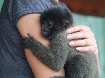 Individuo joven de mono lanudo gris junto a su dueña en Atalaya, Perú