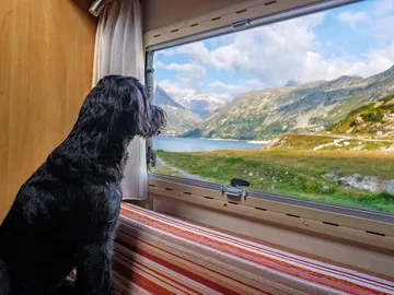 Perro en autocaravana Perro en autocaravana