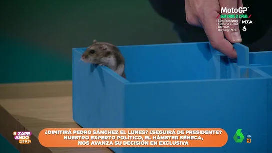 ¿Dimitirá Pedro Sánchez el próximo lunes o se quedará en la presidencia? El hámster Séneca lo predice en Zapeando ¿Dimitirá Pedro Sánchez el próximo lunes o se quedará en la presidencia? El hámster Séneca lo predice en Zapeando