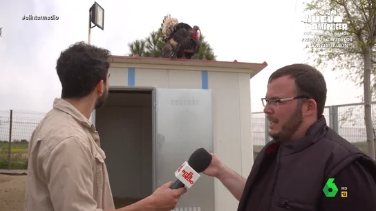 Isma Juárez alucina con la habilidad del pavo Felipe: si le llamas te contesta Isma Juárez alucina con la habilidad del pavo Felipe: si le llamas te contesta