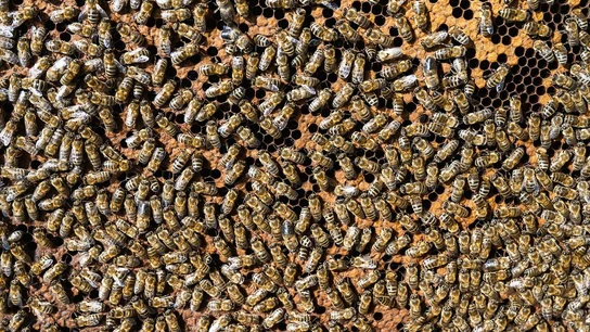 Colmena de abejas Colmena de abejas