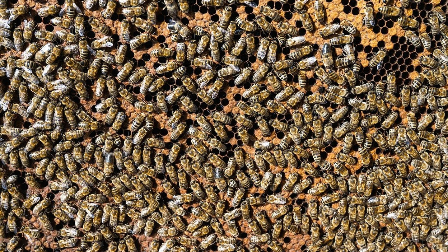Colmena de abejas Colmena de abejas