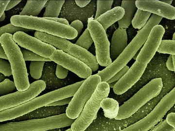 bacterias bacterias