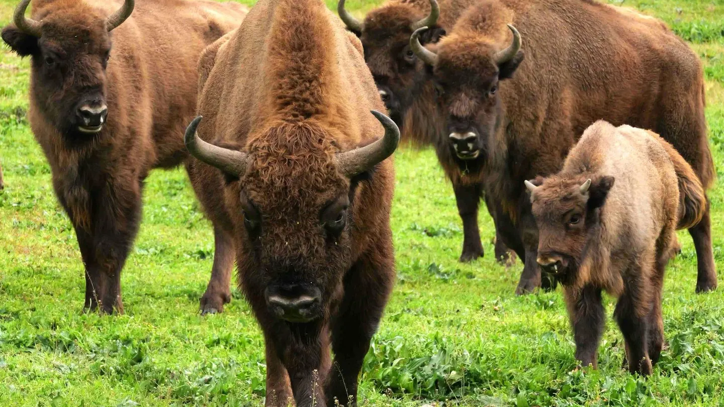 Bisontes europeos en El Encinarejo (Sierra de Andújar, Jaén). / Jordi Bartolomé Bisontes europeos en El Encinarejo (Sierra de Andújar, Jaén). / Jordi Bartolomé