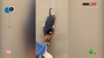Así intenta un perro convencer a su dueño para no abandonar la playa tras unos días de vacaciones