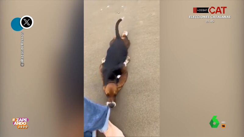 Así intenta un perro convencer a su dueño para no abandonar la playa tras unos días de vacaciones