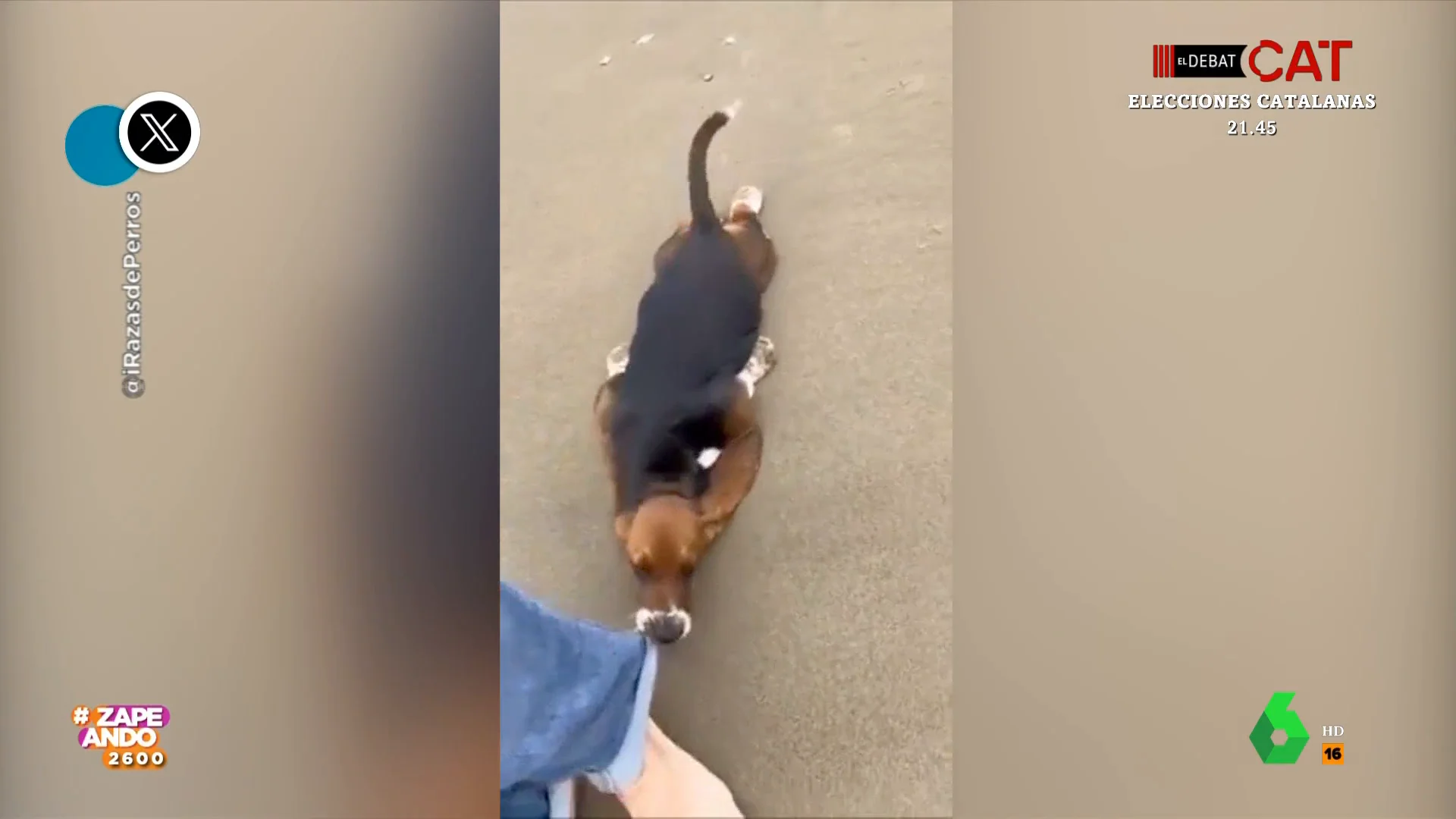 Así intenta un perro convencer a su dueño para no abandonar la playa tras unos días de vacaciones