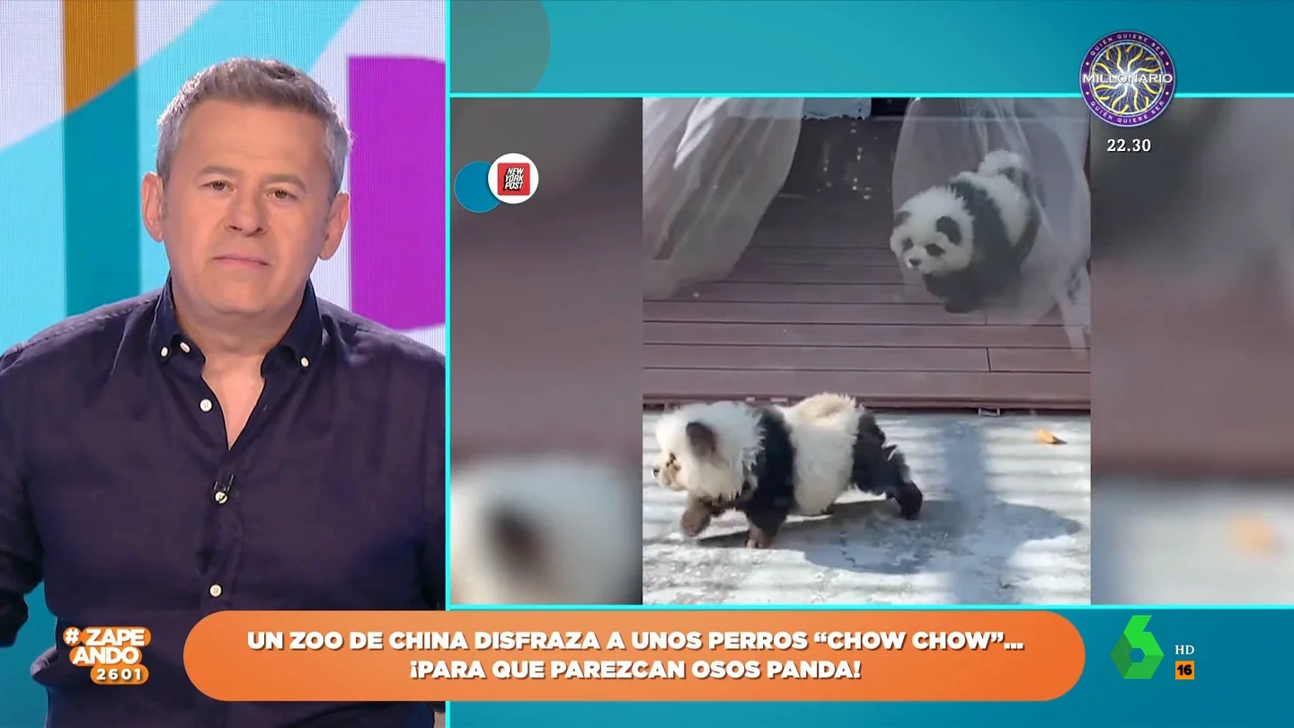 Miki Nadal alucina ante la decisión de un zoo chino para tener 'osos panda': "Con dos coj****" Miki Nadal alucina ante la decisión de un zoo chino para tener 'osos panda': "Con dos coj****"
