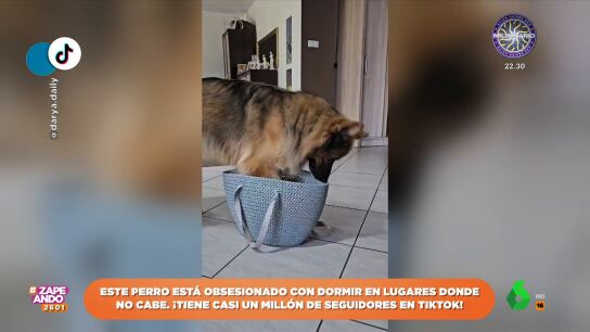 Un perro se hace viral por su obsesi&oacute;n: dormir en sitios peque&ntilde;os donde no cabe