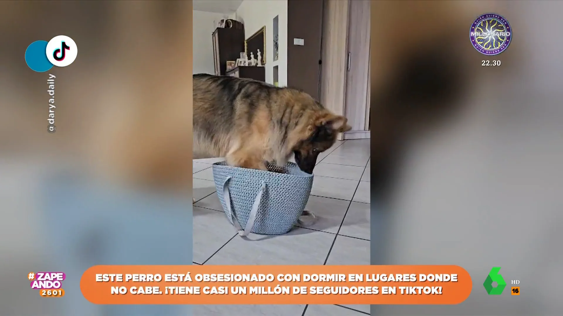 Un perro se hace viral por su obsesión: dormir en sitios pequeños donde no cabe