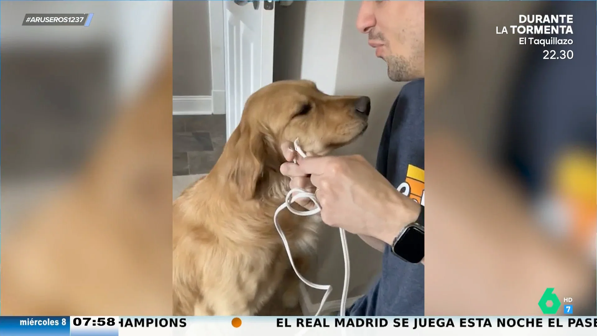 La tierna reacción de un Golden Retriever con su dueño tras morder un cable