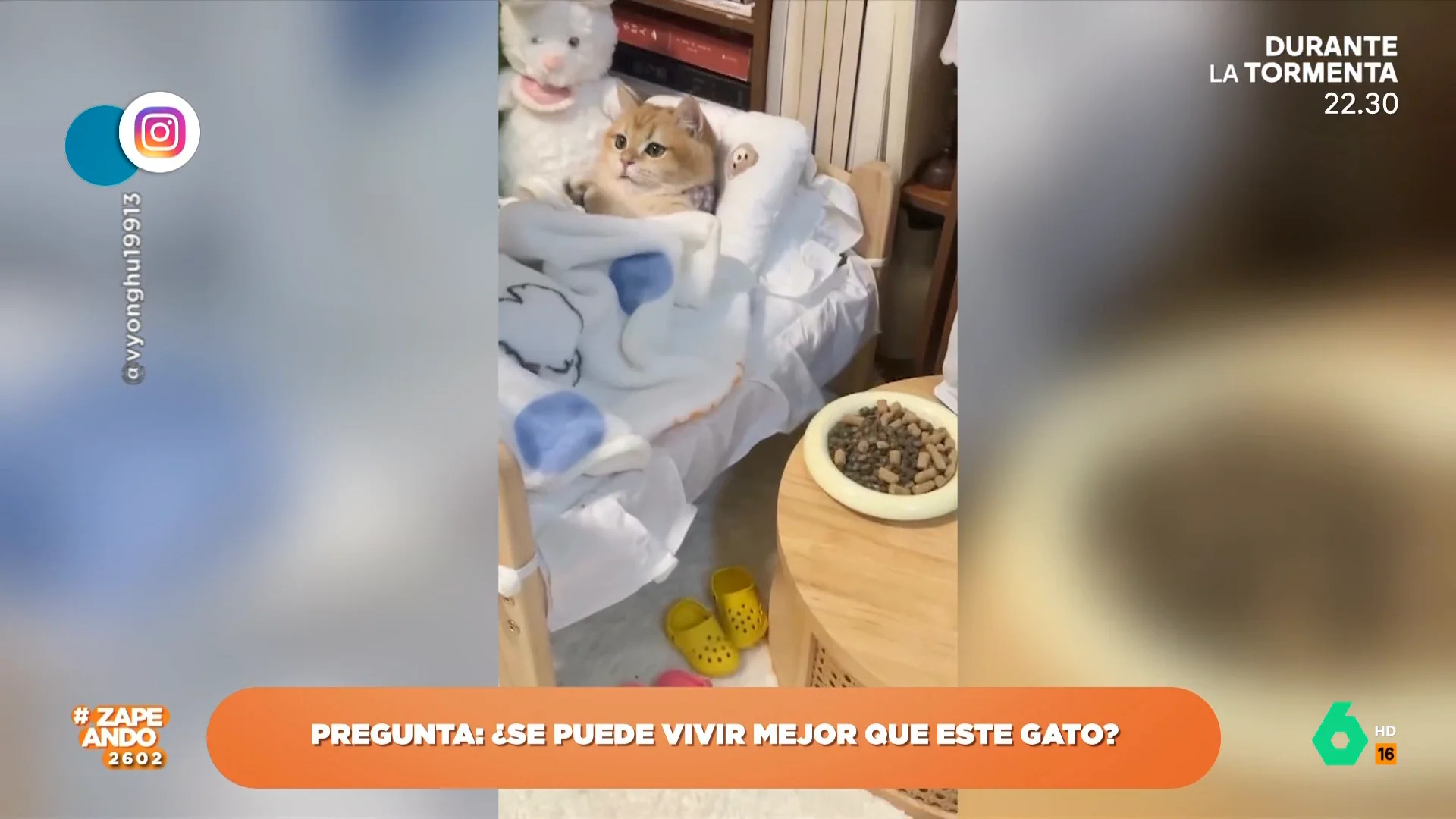 De su propia cama a una tableta con sus dibujos favoritos: así es la minisuite que montan a un gato para que se relaje