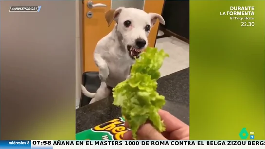 La graciosa reacción de este perro cuando se da cuenta de que va a comer lechuga y no patatas: "¡Nos representa!" La graciosa reacción de este perro cuando se da cuenta de que va a comer lechuga y no patatas: "¡Nos representa!"