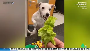 La graciosa reacción de este perro cuando se da cuenta de que va a comer lechuga y no patatas: &quot;¡Nos representa!&quot;
