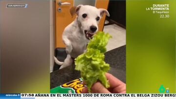 La graciosa reacción de este perro cuando se da cuenta de que va a comer lechuga y no patatas: "¡Nos representa!"