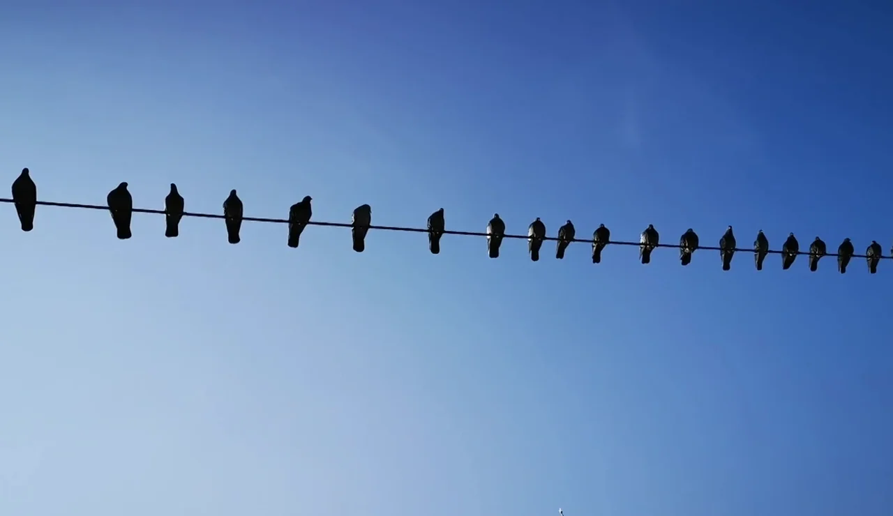 Por qué las aves no se electrocutan con los cables de Alta Tensión