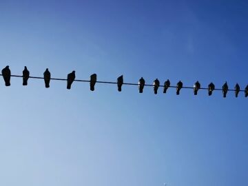 Por qué las aves no se electrocutan con los cables de Alta Tensión